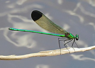 <i>Calopteryx dimidiata</i>