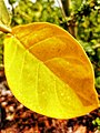 Calotropis leaf.jpg