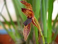 Camaridium meleagris flower