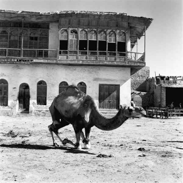 File:Camels in Saudi Arabia, 1920-30s 04.jpg