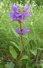 Vignette pour Campanule agglomérée