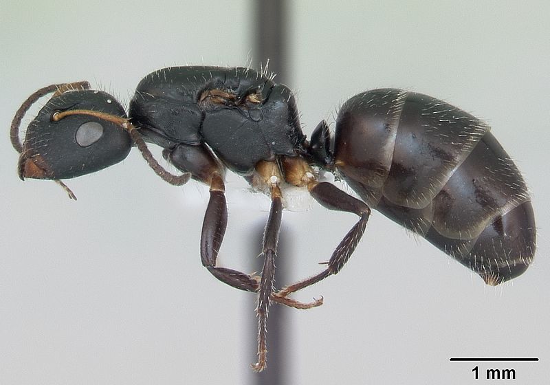 File:Camponotus iheringi casent0173426 profile 1.jpg