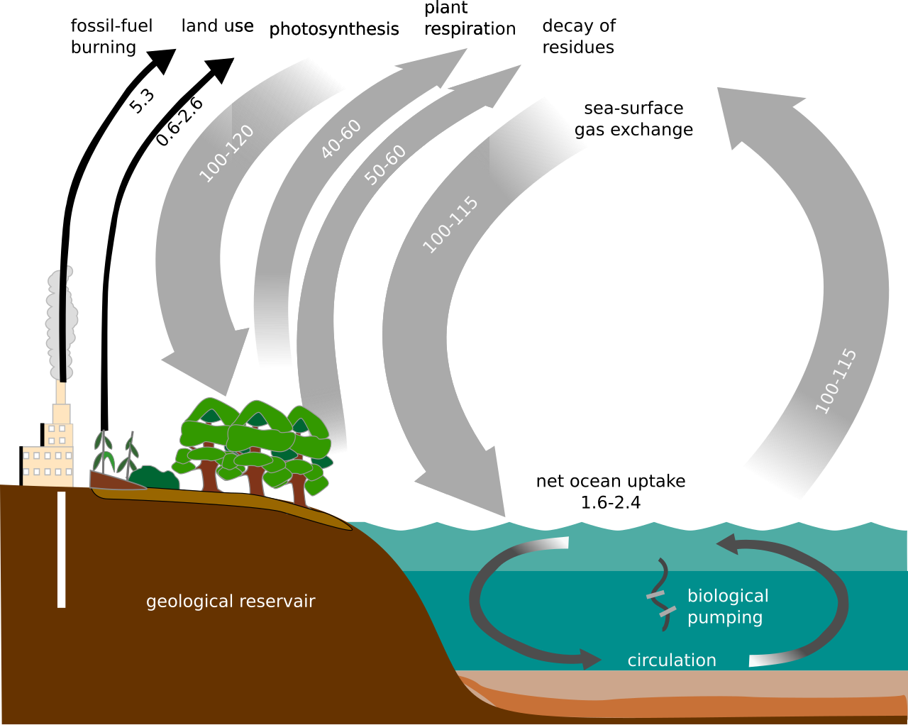 simple diagram of the carbon cycle