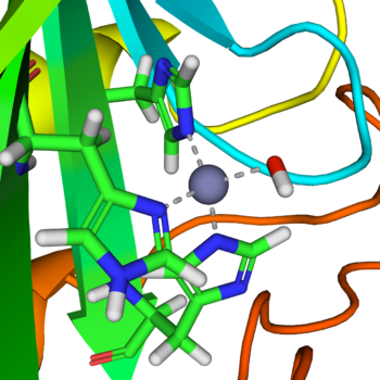 Immagine di un sito attivo di anidrasi carbonica umana tipo 2.Vengono mostrati 3 residui di istidina (in rosa), idrossido (rosso e bianco) e zinco (viola). L'immagine è stata creata usando il programma Accelrys DS Visualizer Pro 1.6 and GIMP.