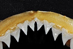 Carcharhinus galapagensis upper teeth.jpg