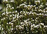 Bosveldkers (Cardamine flexuosa)