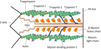 Thumbnail for Myosin binding protein C, cardiac