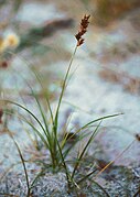 Carex arenaria 1.jpg