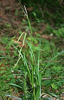 Carex sylvatica