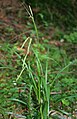 Erdei sás (Carex sylvatica)
