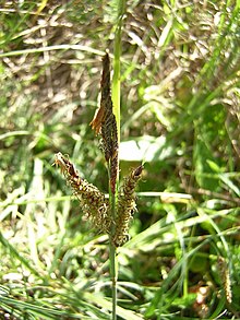 Carex trinervis inflorescens (2) .jpg