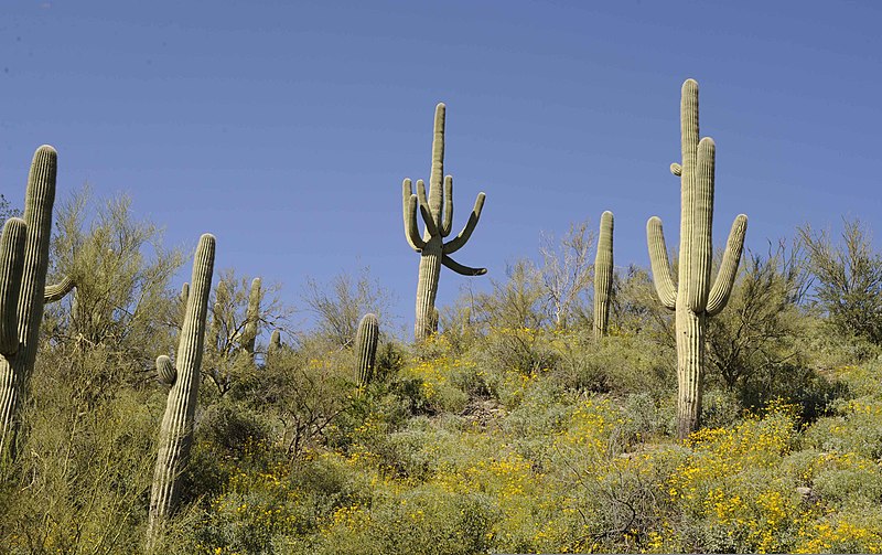 File:Carnegiea gigantea Saguaro cactus plant (cropped).jpg