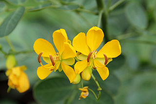 <i>Senna bicapsularis</i> species of plant