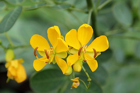 ไฟล์:Cassia bicapsularis (1).jpg