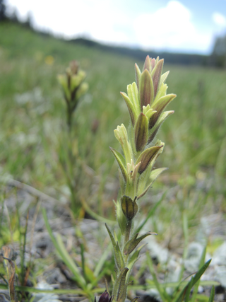 <i>Castilleja collegiorum</i> Species of flowering plant