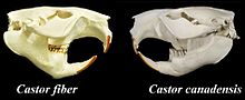 Skulls of a European (left) and North American (right) beaver. Castor fiber vs. Castor canadensis skulls.jpg