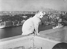 White cat on South-East Pylon, Sydney Harbour Bridge, June 1951 Cat , South-East pylon, Sydney Harbour Bridge, 1951.jpg