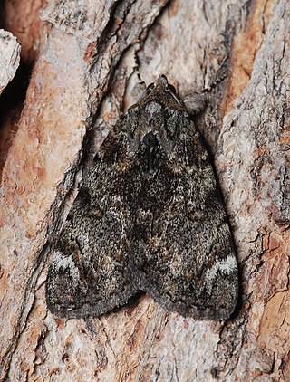 <i>Catocala minuta</i> Species of moth