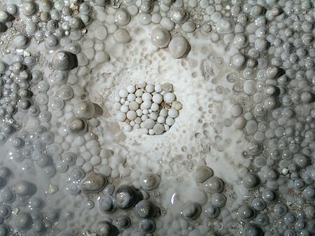 A nest of cave pearls in Carlsbad Caverns, New Mexico Cave Pearls.JPG