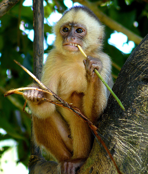 A white-fronted capuchin sits in a tree. Cases of infanticide in white fronted capuchins have been attributed to resource competition.