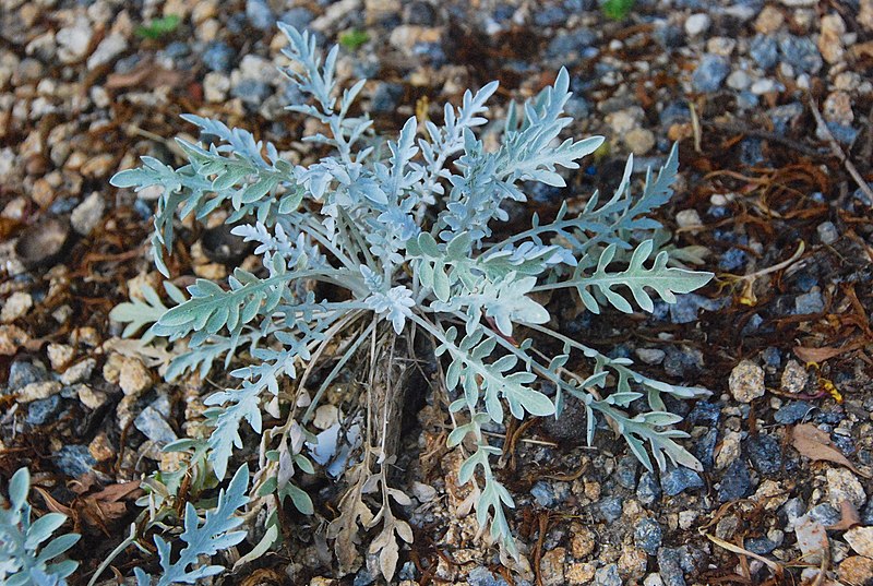 File:Centaurea niederi 7 4 Philweb.jpg