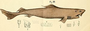 Thumbnail for Lowfin gulper shark