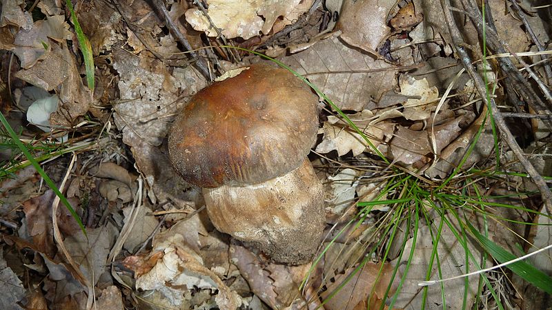 File:Cep or Penny Bun. Boletus edulis - Flickr - gailhampshire.jpg