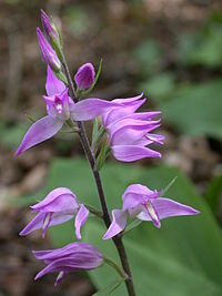 Cephalanthera rubra catena-rangeval 55 170602 10.JPG