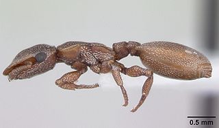 <i>Cephalotes incertus</i> Species of ant