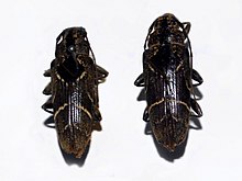 Cerambycidae - Tmesisternus adspersus.JPG