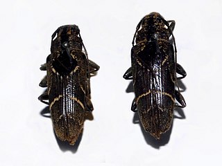 Tmesisternus genus of insects