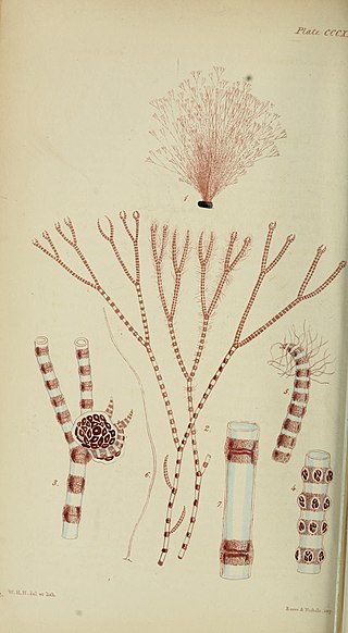 <i>Ceramium strictum</i> Species of alga