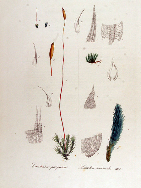 File:Ceratodon purpureus — Flora Batava — Volume v13.jpg