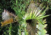 Ceratozamia latifolia, Parque Terra Nostra, Furnas, Azoren