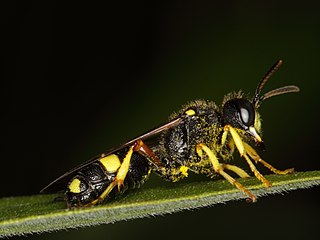 <i>Cerceris</i> Genus of wasps