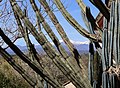 Impression vom Roussillon, gesehen in Saint-Jean-Pla-de-Corts: Pachycereus schottii, der Canigou im Hintergrund