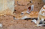 Thumbnail for File:Cerf Tachetée du Parc Forestier et Zoologique de Hann Sénégal 02.jpg