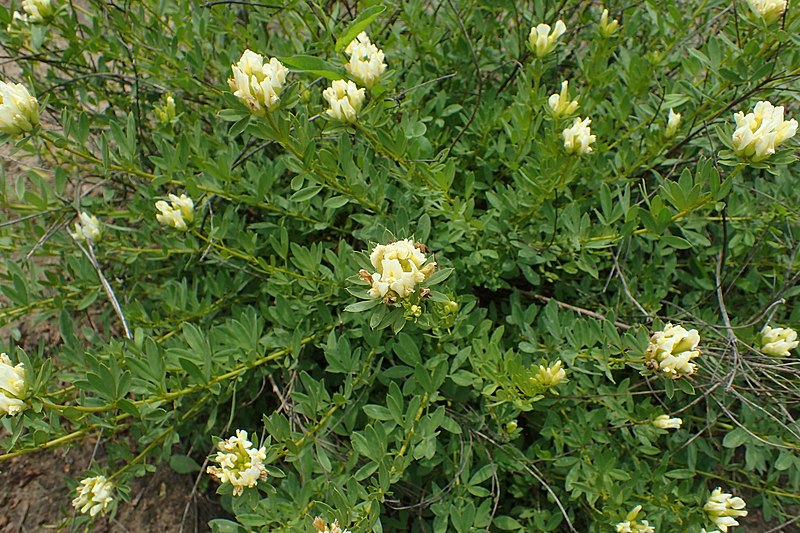 File:Chamaecytisus albus kz02.jpg