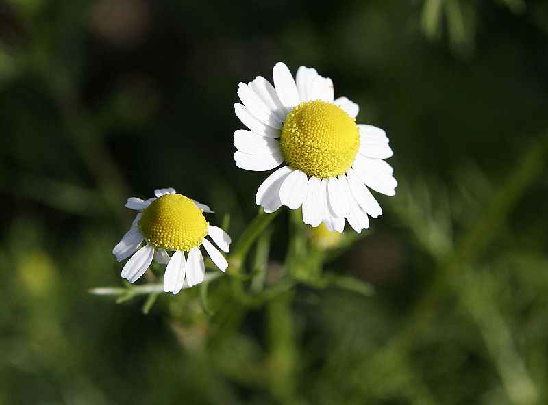 File:Chamomile flowers.jpg