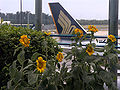 * Nomination Sunflower garden at Changi airport --Jnpet 05:40, 11 February 2007 (UTC) * Decline Poor composition, distracting background, flowers unsharp - Alvesgaspar 12:59, 11 February 2007 (UTC)