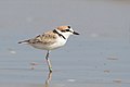 Malaysian Plover