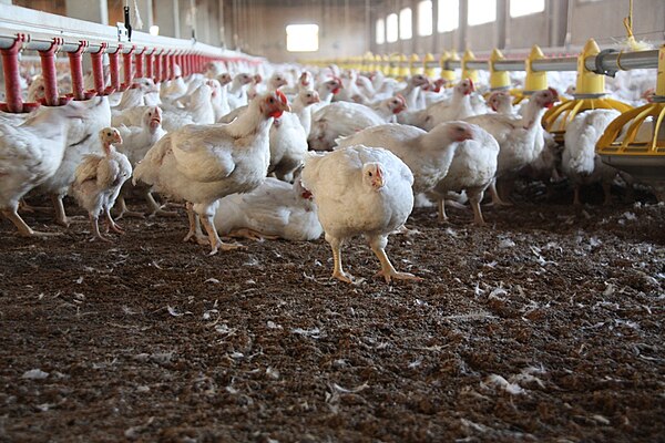 Chicken farms are considered CAFOs and have their own capacity thresholds.