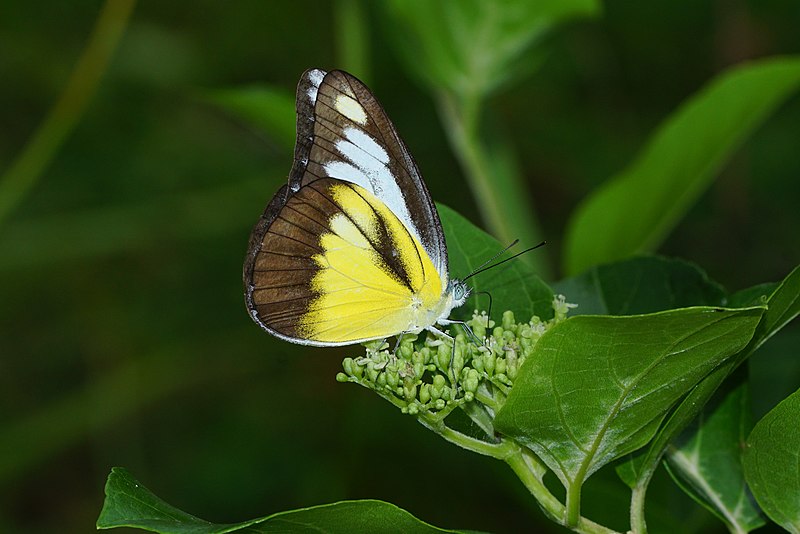 File:Chocolate Albatross 02206.JPG