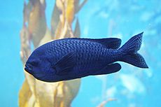 Chromis punctipinnis.jpg