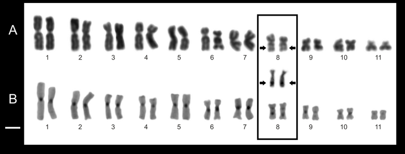 File:Chromosome features of Pseudopaludicola restinga.png