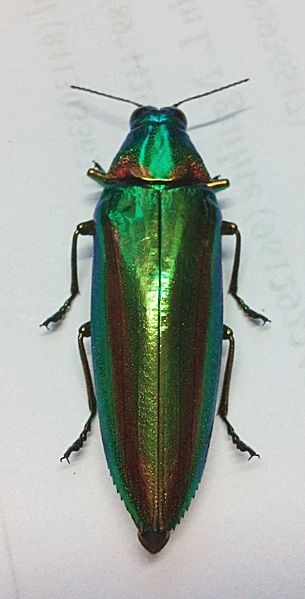 File:Chrysochroa sp..jpg