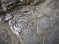 Tzv. chuchelské růžičky, několikacentimetrové kamenné útvary vzniklé kulovým rozpadem diabasu, vyvřelého na mořském dně