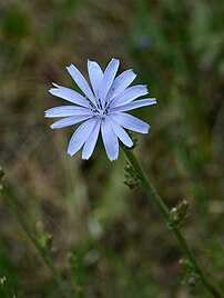 Une fleur de chicorée amère (Cichorium intybus L.). (définition réelle 3 201 × 4 245)