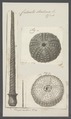 Cidarites diadema - - Print - Iconographia Zoologica - Special Collections University of Amsterdam - UBAINV0274 107 03 0022.tif
