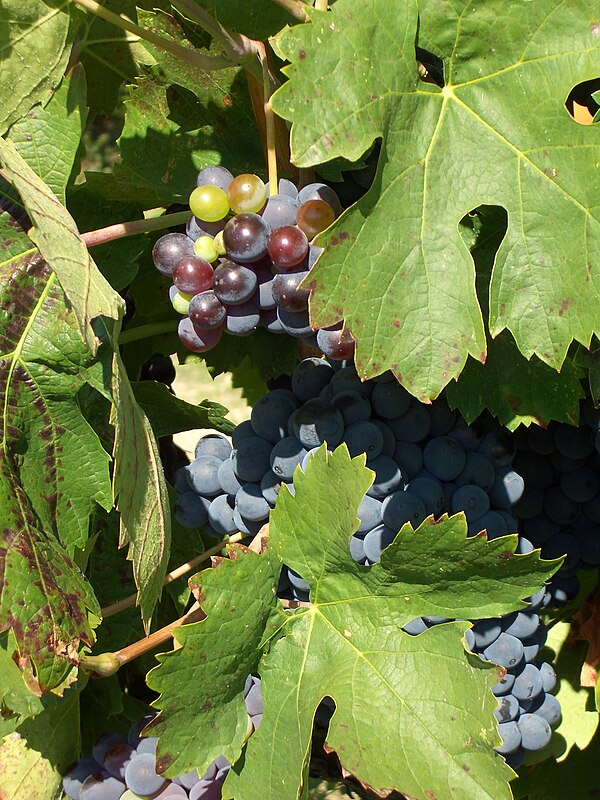 Cinsaut growing in the Côtes du Luberon